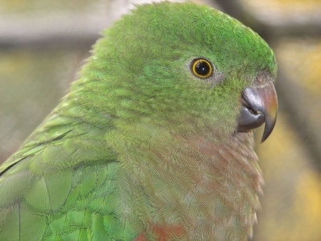 Australian king parrot