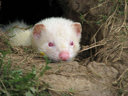 ferretの写真素材