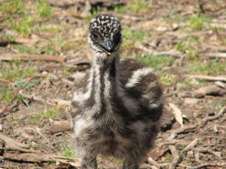 young emu chickの写真素材