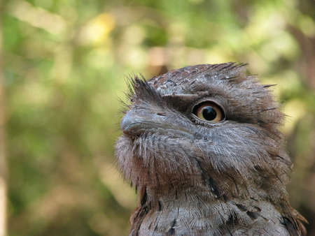 young tawny frogmouthの写真素材