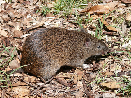 bandicoot