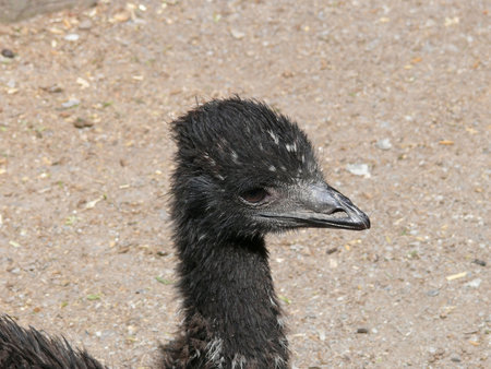 young emu の写真素材