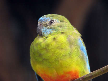 scarlet chested parrotの写真素材