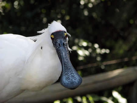 royal spoonbillの写真素材