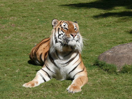 tiger