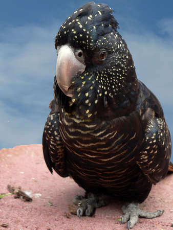 red tailed black cockatooの写真素材