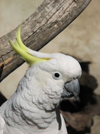 suphlur crested cockatoo