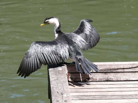 pied cormorantの写真素材