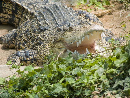 salt water crocodileの写真素材