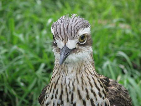 curlew close up