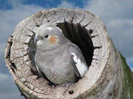 cockatiel