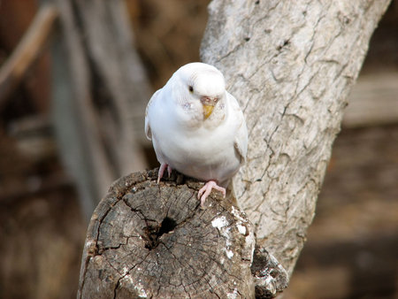 budgie