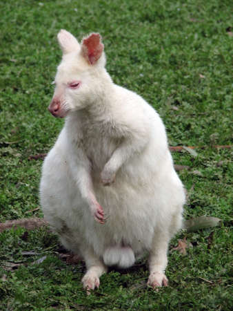 albino wallabyの写真素材