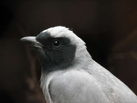 cockoo shrikeの写真素材