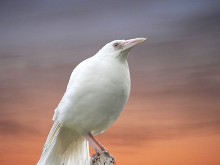 a rare albino magpieの写真素材