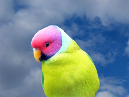 plum head parrot