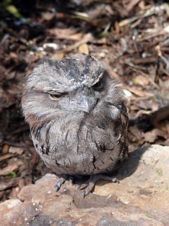 tawny frogmouthの写真素材