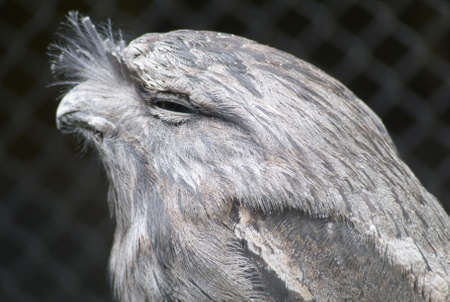 side view tawny frogmouthの写真素材