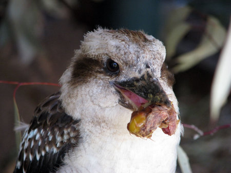 kookaburraの写真素材