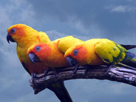 Sun conureの写真素材