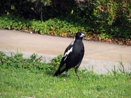 magpieの写真素材