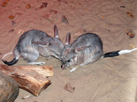 bilby an endangered speciesの写真素材