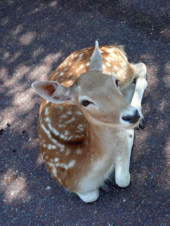 deerの写真素材
