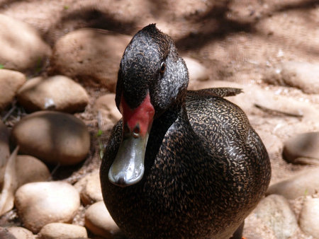 freckled duckの写真素材