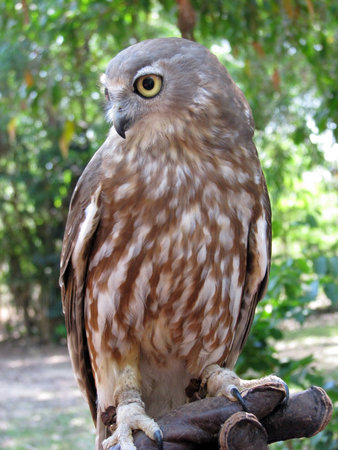 barking owlの写真素材