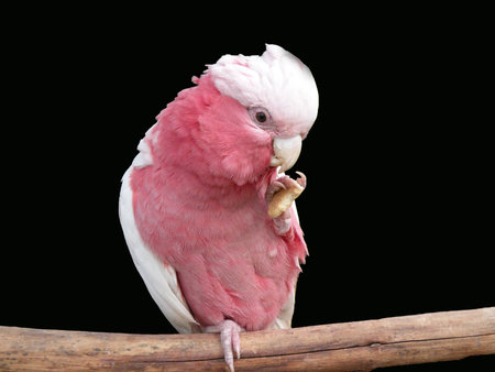 galah                      