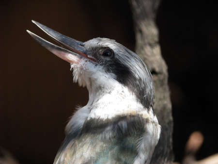 kingfisherの写真素材