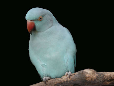 blue ringneck parrotの写真素材