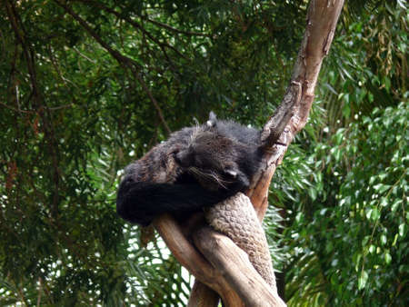 binturongの写真素材