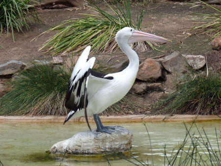 pelicanの写真素材