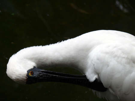 royal spoonbill preeningの写真素材