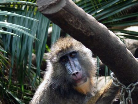 mandrill