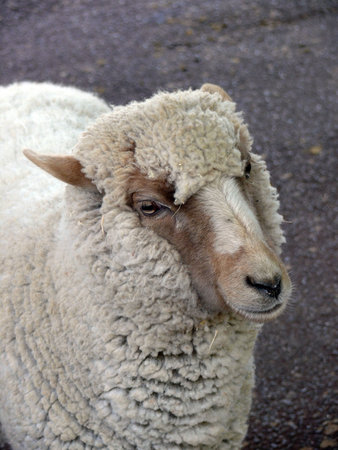 sheepの写真素材