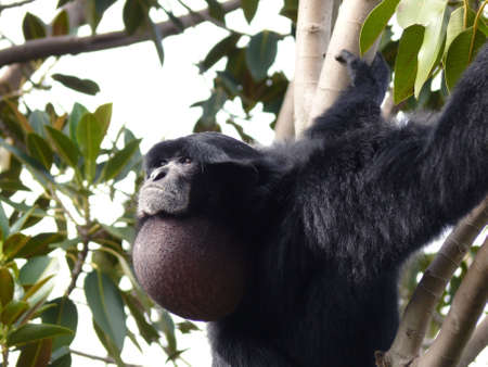 siamangの写真素材