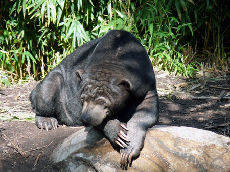 sun bear resting