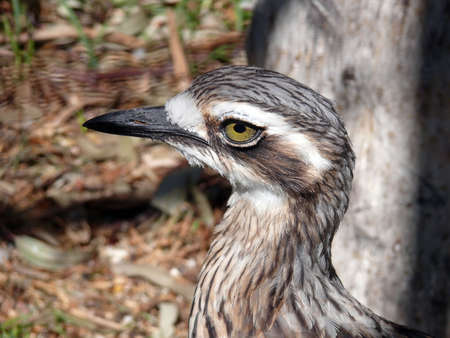 curlewの写真素材