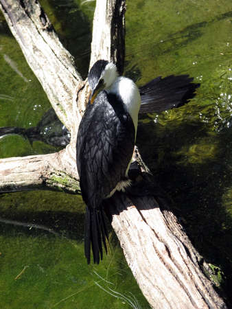 pied cormorantの写真素材