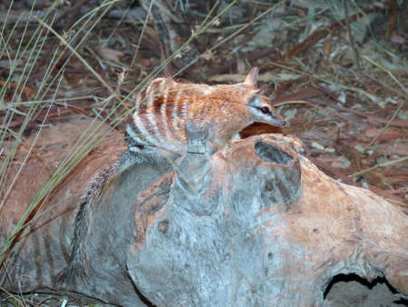numbatの写真素材