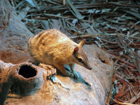 numbatの写真素材