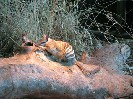 numbatの写真素材