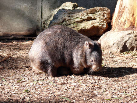 wombatの写真素材