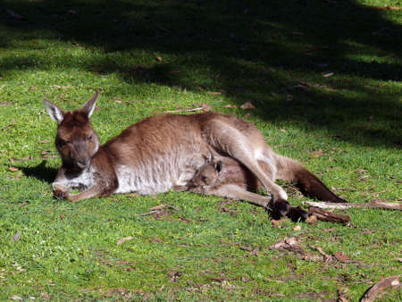 kangaroo with joey in the pouchの写真素材