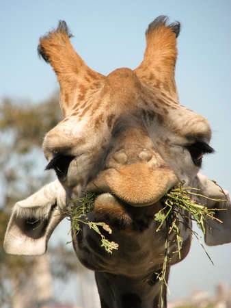 giraffe eatingの写真素材