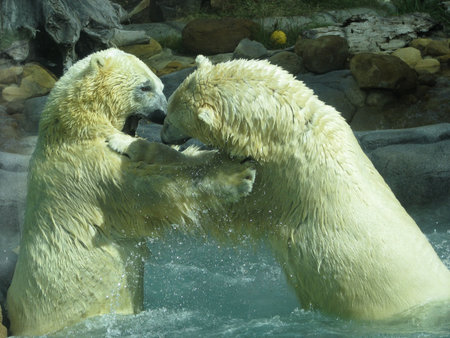 polar bears fightingの写真素材