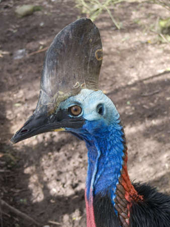 cassowaryの写真素材