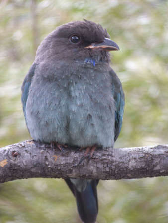 dollar birdの写真素材